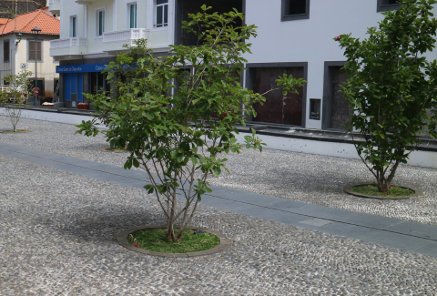 ACO - Ribeira Brava